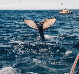 Териберка за 1 день: посёлок, китовое сафари и дегустация морепродуктов