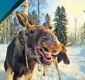 День в Костроме. Обзорная экскурсия, лосеферма, музей Сыра.