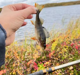 Трофеи Белого моря. Рыболовный тур по Терскому берегу