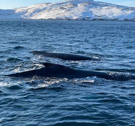 Тур к китам в Териберку