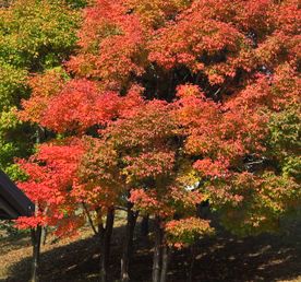 Осеннее путешествие Императора. Красные клены Сеула