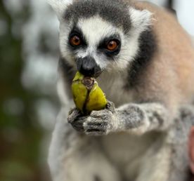 7 дней Экспедиция в тропические леса Восточного Мадагаскара