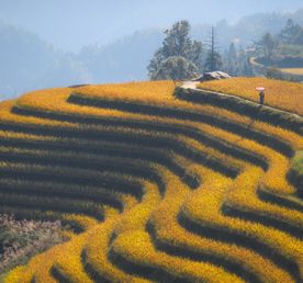 Гуанчжоу — Яншо — Синпин — Дажай — Фэнхуан — Чжанцзяцзе