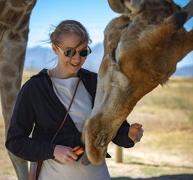 Великая Миграция В Кении 2026