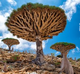 Остров Сокотра