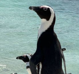 Большая Экспедиция В 4 Страны Африки