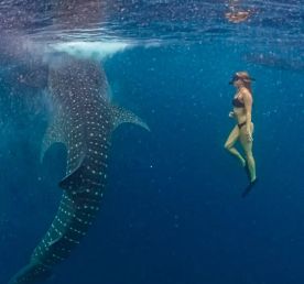 Сноркелинг с китовыми акулами