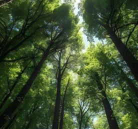 Самурский лес и экраноплан Лунь