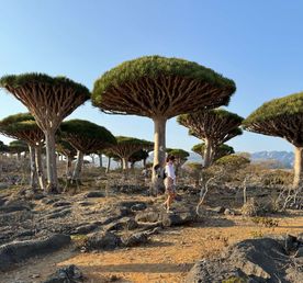 Сокотра. Это точно другая планета