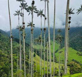 Колумбия: страна ярких традиций, насыщенной культуры, дружелюбных людей и кофе