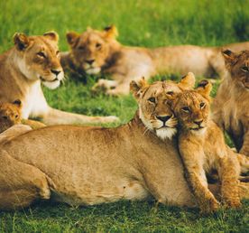 Кения с известным фотографом дикой природы. Погружение в дикую природу Африки