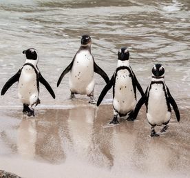 Новый год в Юар: пингвины, вино и сафари в Крюгер-парке