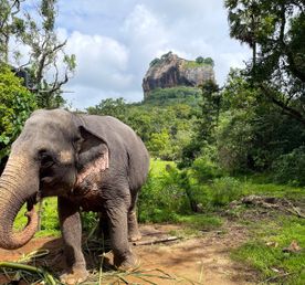 Шри-Ланка: остров, серфинг, океан