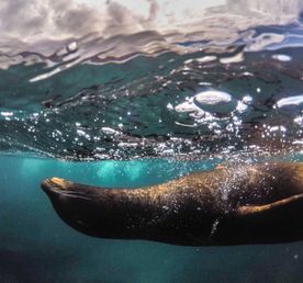 Гранд-Эквадор за 20 дней: Амазония, Анды и Галапагосы (индивидуально)