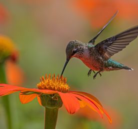 Путешествие Эквадор и Галапагосы за 15 дней (индивидуально)