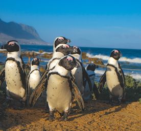 Уникальное приключение в Юар!