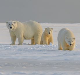 Северный полюс на единственном в мире ледоколе класса люкс Le Commandant Charcot