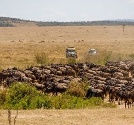Кения за 8 дней: Великая миграция диких животных (индивидуально)