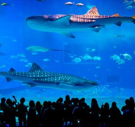 Океанариум Тюрауми и Ocean Expo Park. Откройте мир природы и культуру Окинавы!