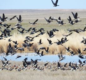Уникальная фауна степей Калмыкии: птицы и сайгаки