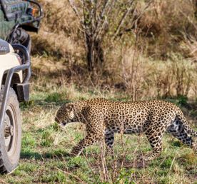 Сафари-экспресс в Кении за 4 дня (индивидуально)