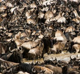 Сафари в Кении за 5 дней. Великая миграция в Масаи-Мара (индивидуально)