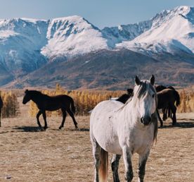 Кольцевой маршрут по Алтаю с комфортом