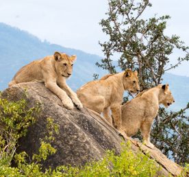 Сафари-тур в Кении за 7 дней. Найваша - Амбосели - Цаво Вест (индивидуально)