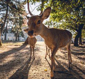Японская Одиссея // Чип
