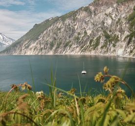 Косатки и медведи