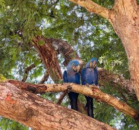 Бразилия: Рио, Пантанал, Бонито, Игуасу