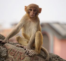 Шри-Ланка - остров мечты!