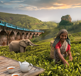 Большое путешествие по Шри-Ланке 2026