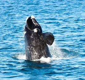 Юар: в гости к китам!