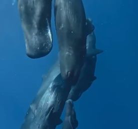 Маврикий сокровище природы-кашалоты- активный тур приключение