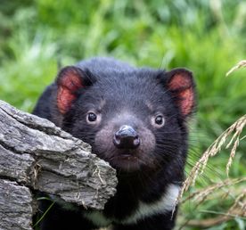 Австралия. Край земли Тасмания