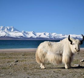 Священный Тибет: Лхаса, Эверест и Кайлас