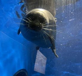 Листвянка - знакомство с Байкалом