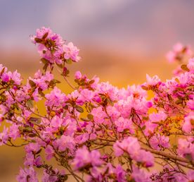 Цветущий Алтай