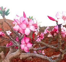 Уголок рая вдали от суеты  8 дн.Джидда 28.04-05.05