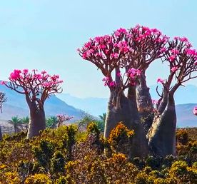 Сокотра - Где звезды кажутся ближе. 10 дней. Треккинг