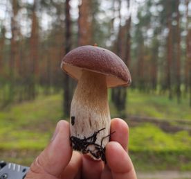 Неожиданная Рязань с походом в лес за грибами