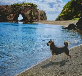 Сокровища Сахалина: маяк Анива, мыс Великан и бухта Тихая