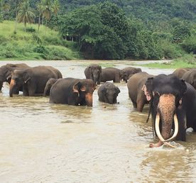 Культура и природа