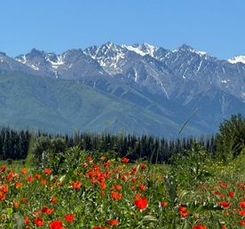 Киргизия: фантастика цветущих тюльпанов