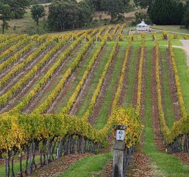 Частный люкс-тур с дегустацией вин в Hunter Valley