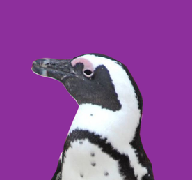 Юар: в гости к китам! Кейптаун, пингвины, киты и сафари.