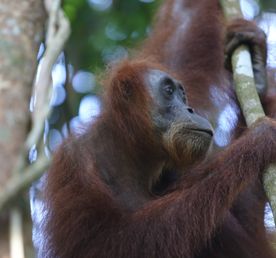 Экотрип на Суматру