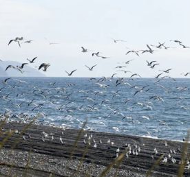 Сахалин. Поход по Тонино-Анивскому кольцу