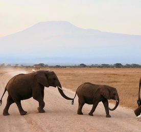 Лучший сафари тур 2025: Великая Миграция в Кении